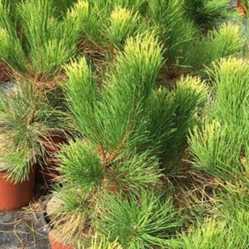 Сосна черная Goldfingers