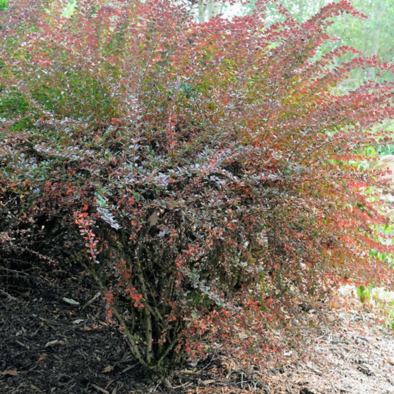 Барбарис тунберга Atropurpurea