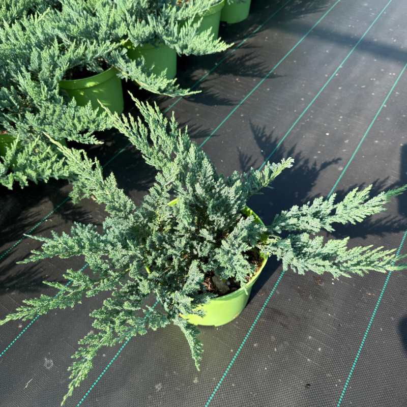 Можжевельник горизонтальный Blue Chip