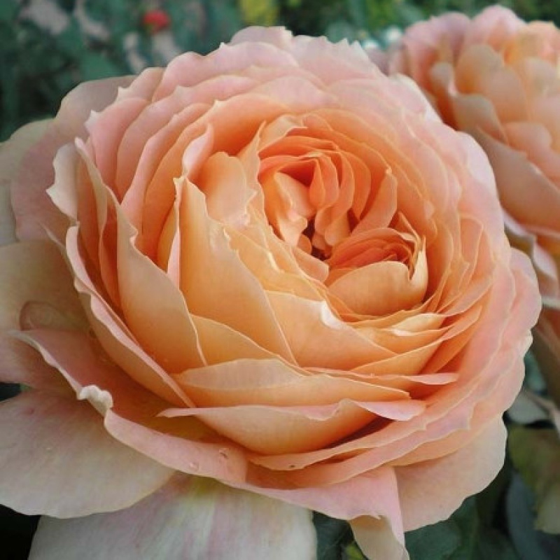 Роза  Caramel Antike