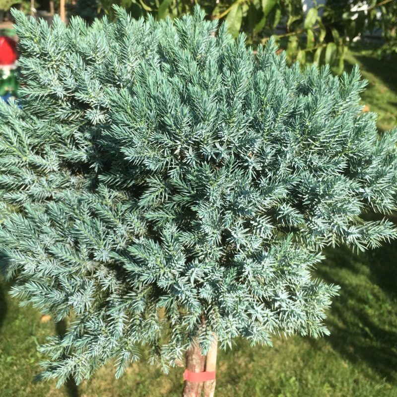 Можжевельник чешуйчатый Blue Star