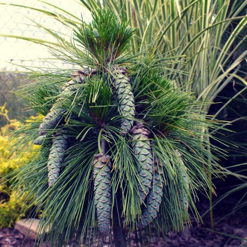 Сосна Шверина Wiethorst