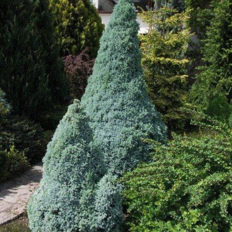 Ель канадская Sander's Blue