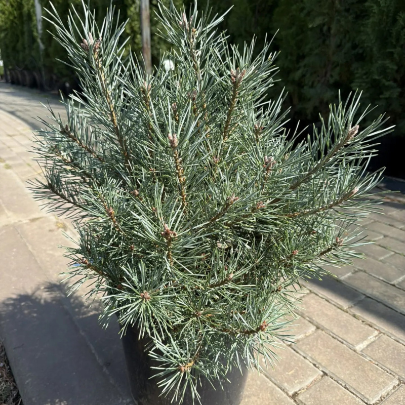 Сосна обыкновенная Chantry blue
