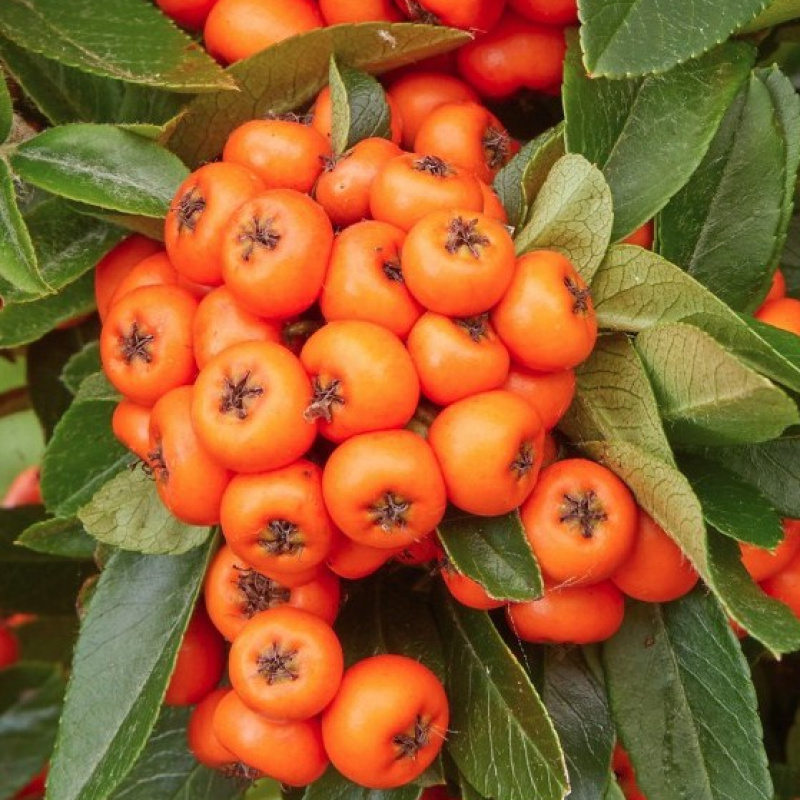 Пираканта Orange Star