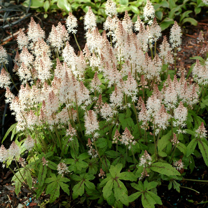 Тиарелла Spring Symphony