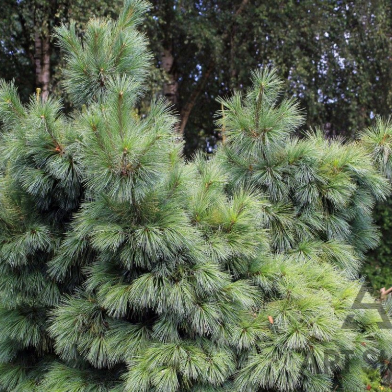 Сосна Шверина Wiethorst