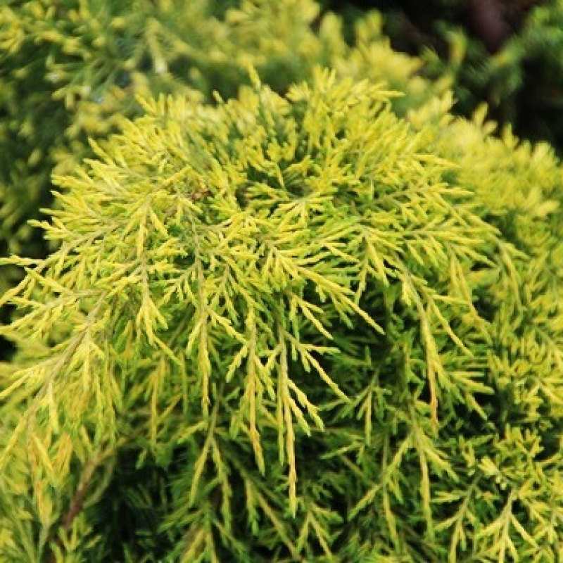 Можжевельник средний Gold Coast