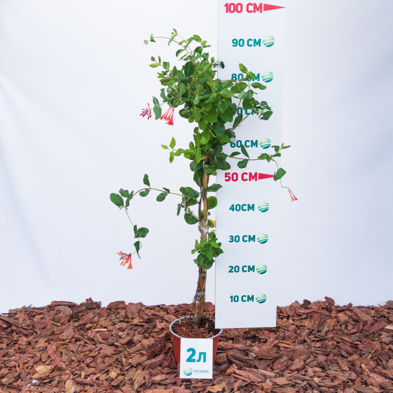 Жимолость вечнозеленая Blanche Sandman