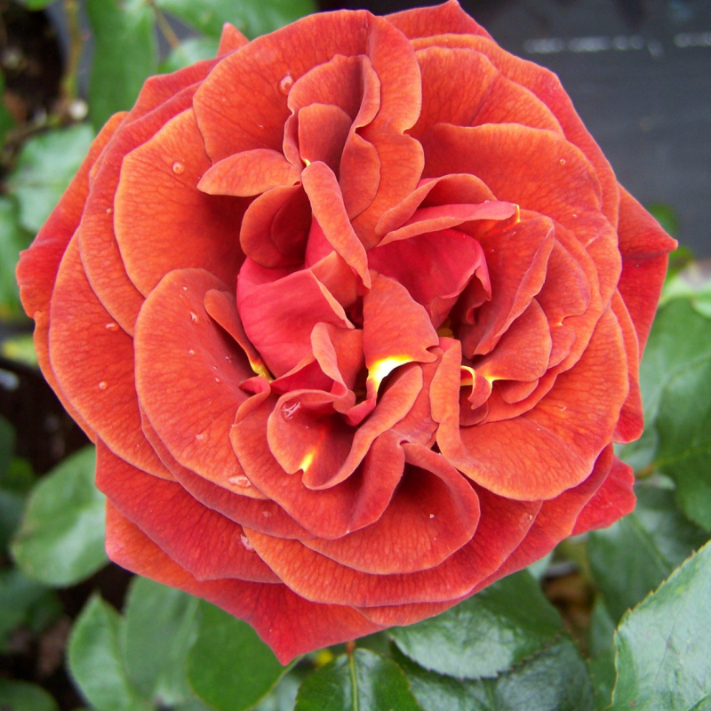 Роза Brown  Velvet