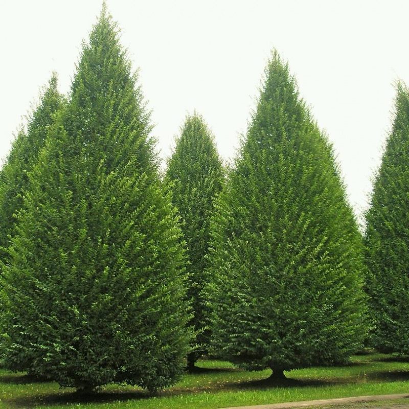 Граб ф.колонновидная Fastigiata