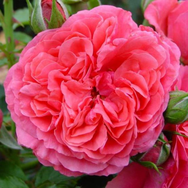 Роза  Rosarium Uetersen