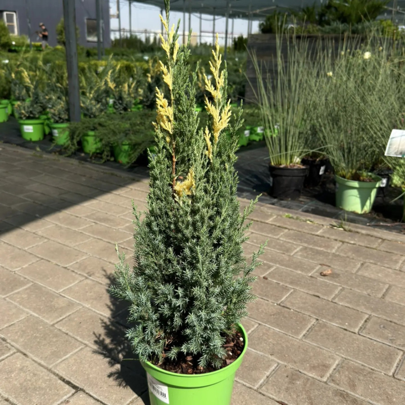 Можжевельник китайский  Variegata