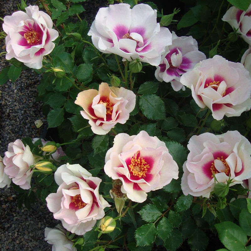 Роза  Bull's Eye