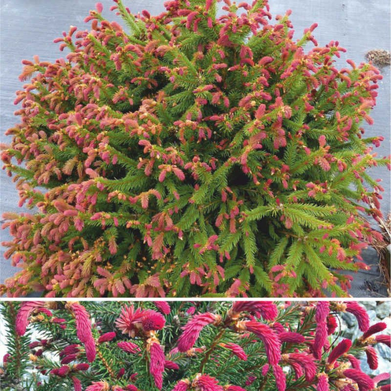 Ель обыкновенная Cruenta