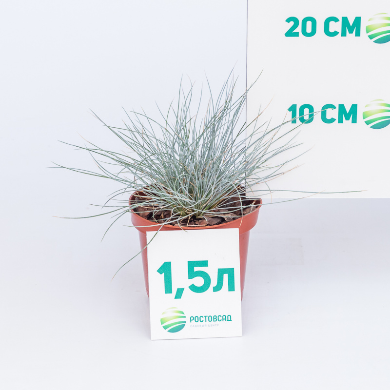 Овсяница сизая Elijah Blue