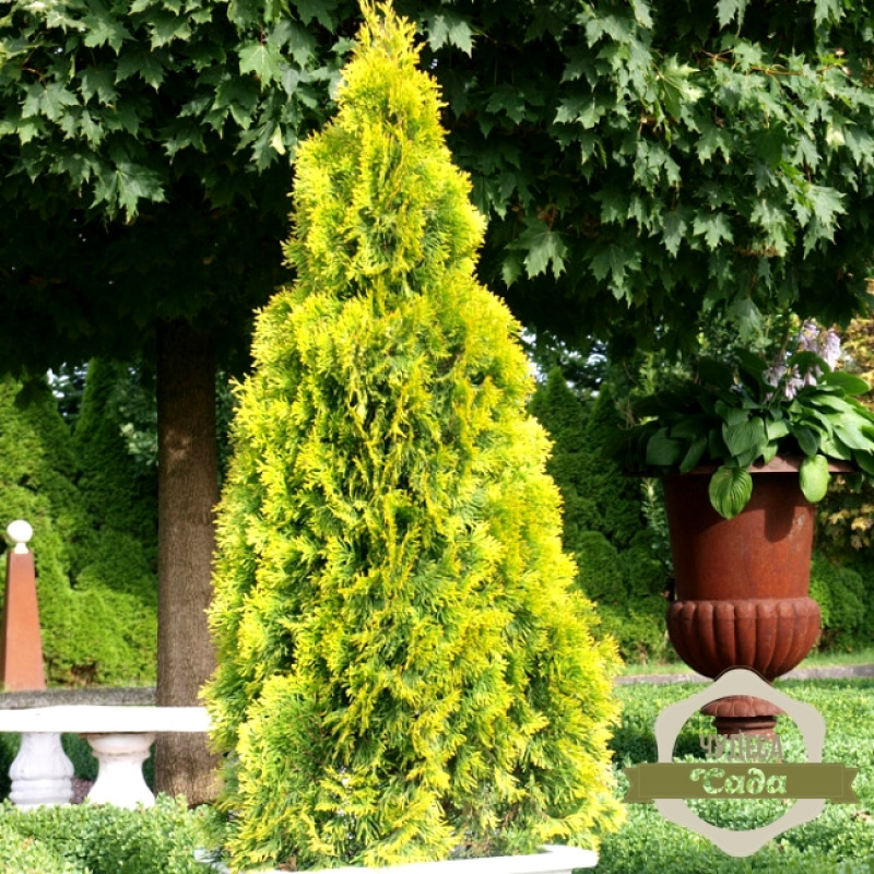 Туя западная Golden Brabant