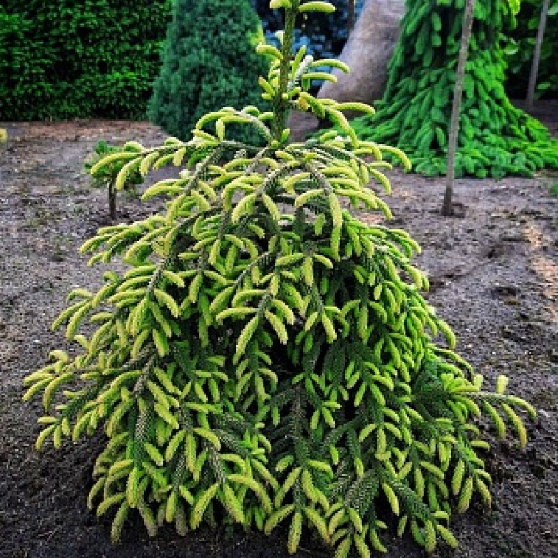 Ель восточная Spring Fros