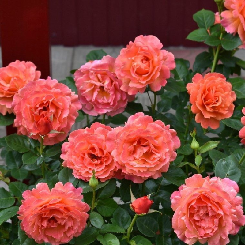 Роза Easy Does It