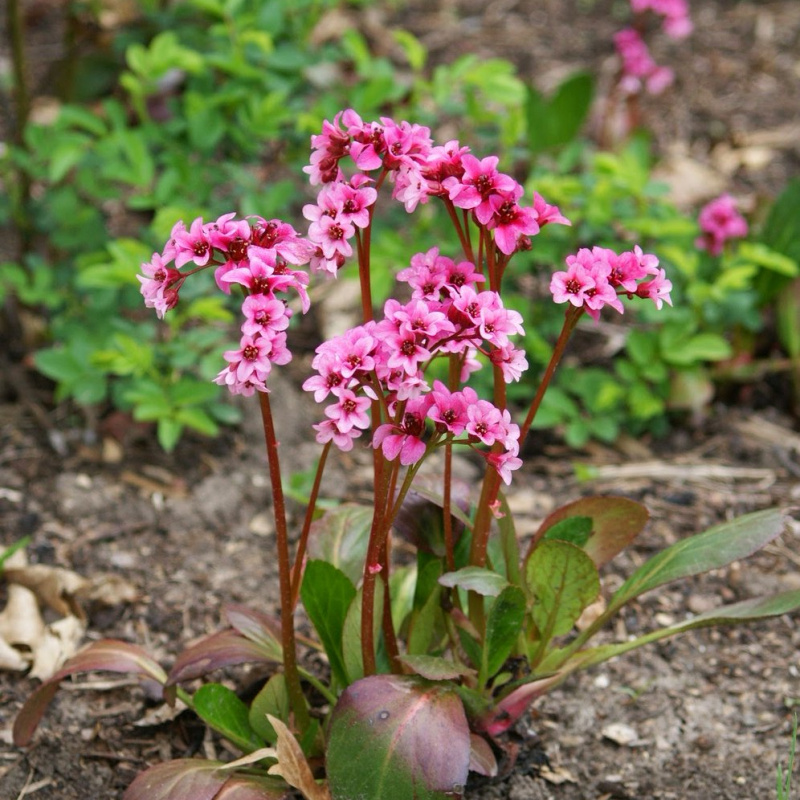 Бадан сердцелистный purpurea