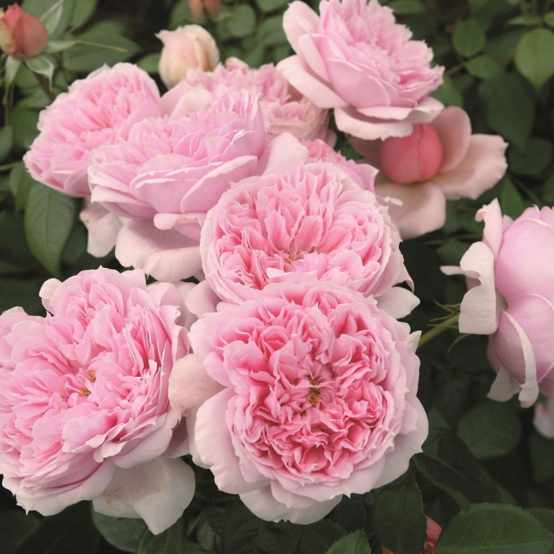 Роза  Schone Maid