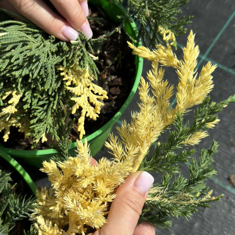 Можжевельник китайский Expansa Variegata