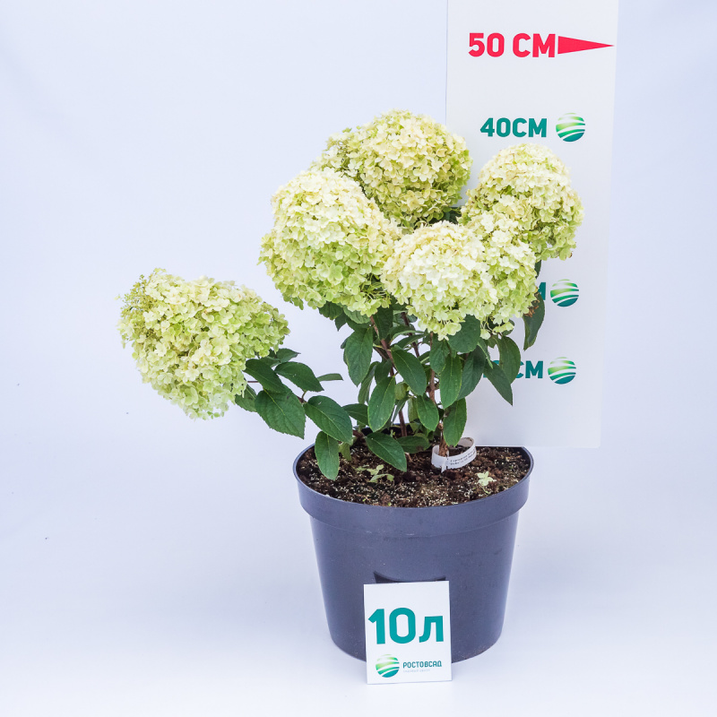 Гортензия метельчатая Bobo