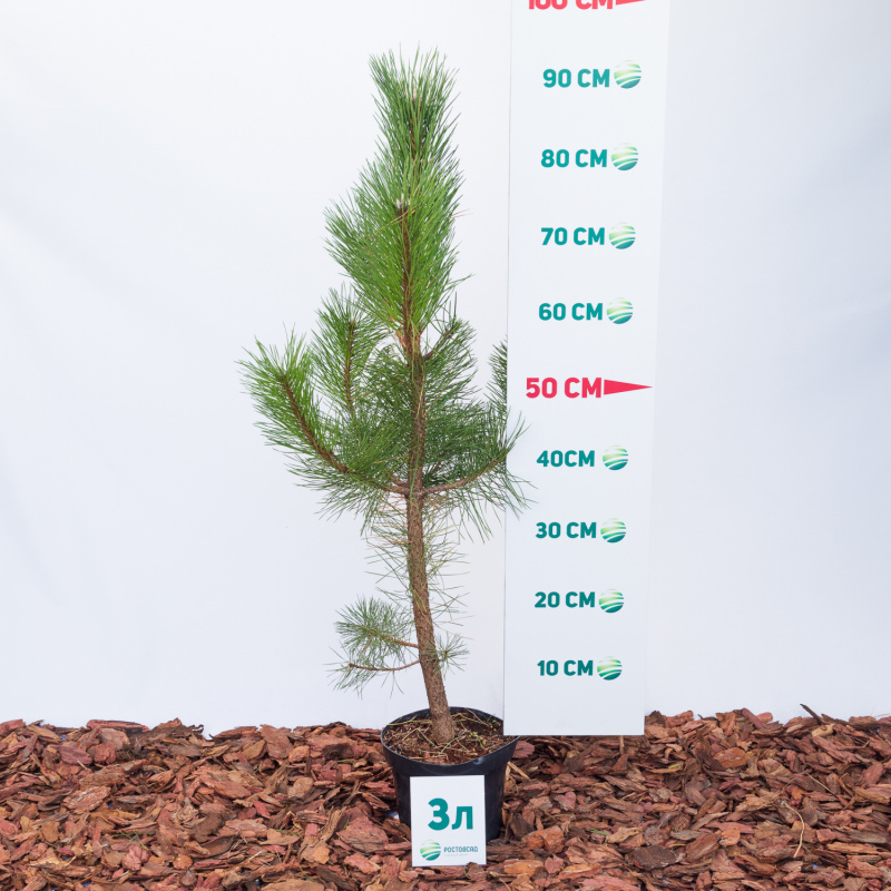 Сосна черная 