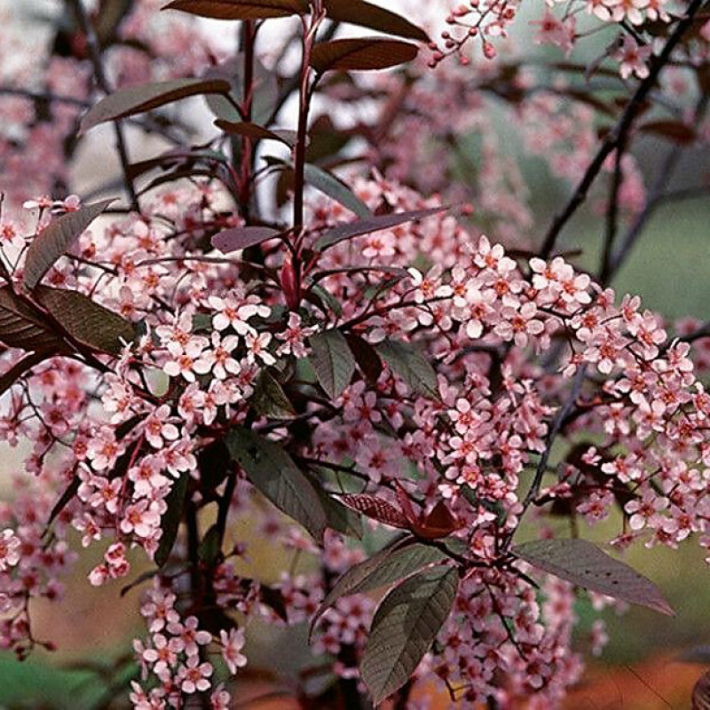 Черемуха обыкновенная Colorata