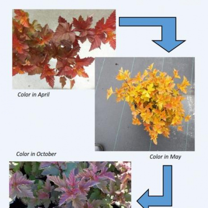 Пузыреплодник калинолистный Magic Ball