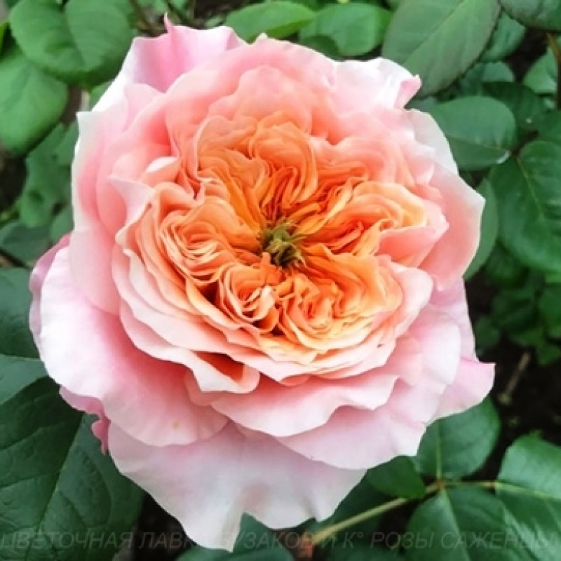 Роза японская микото фото и описание