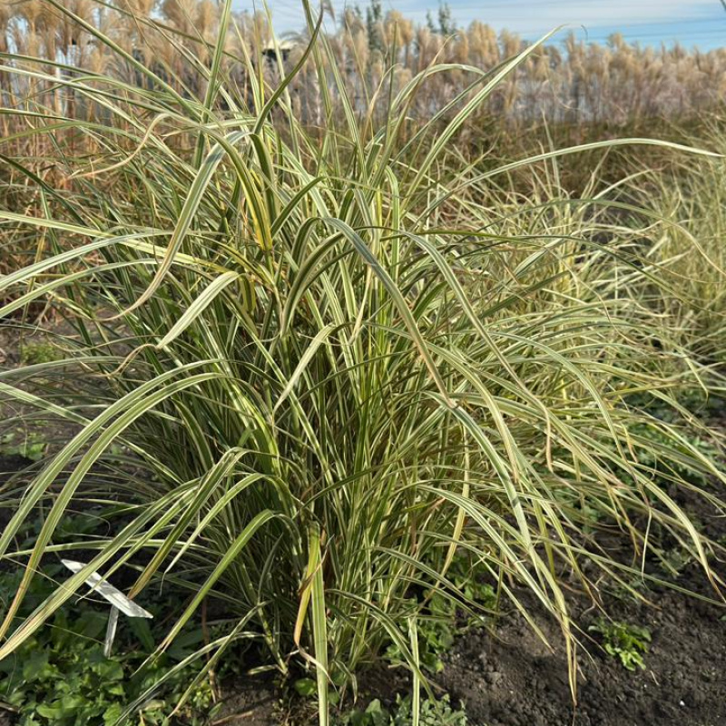 Мискантус китайский Variegatus