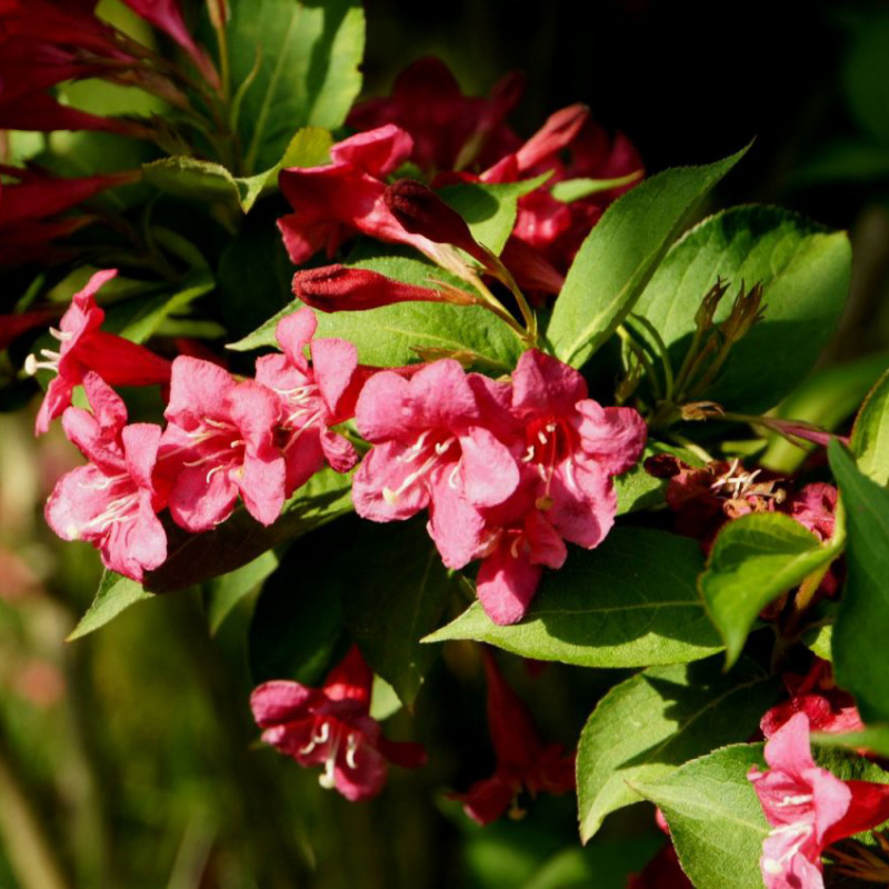 Вейгелa Bristol Ruby