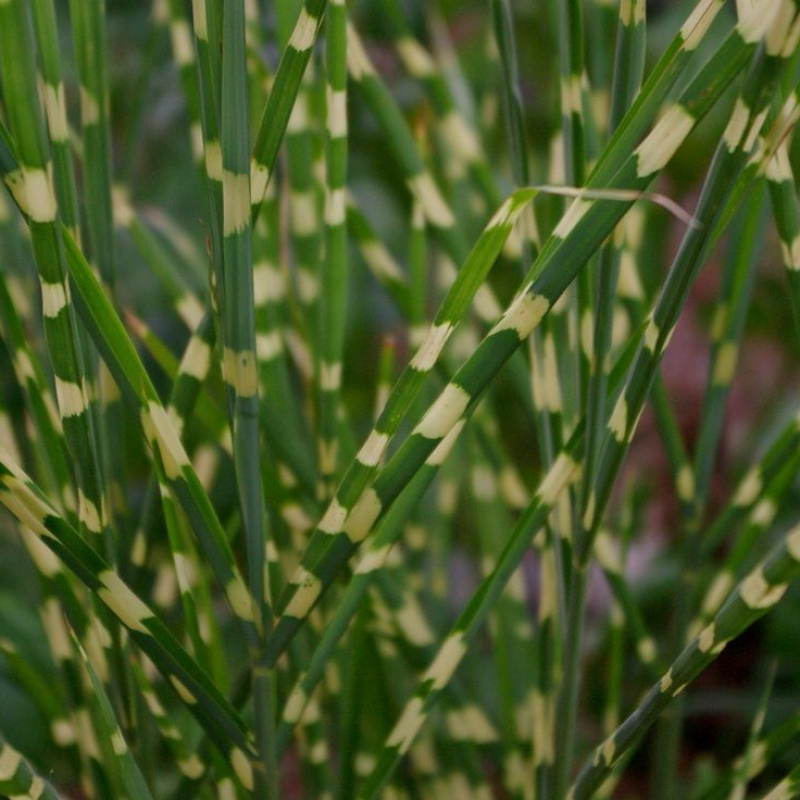 Мискантус китайский Strictus