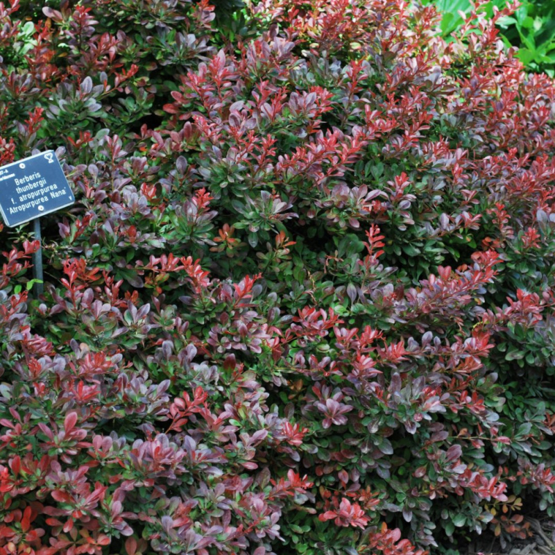 Барбарис тунберга Atropurpurea Nana			