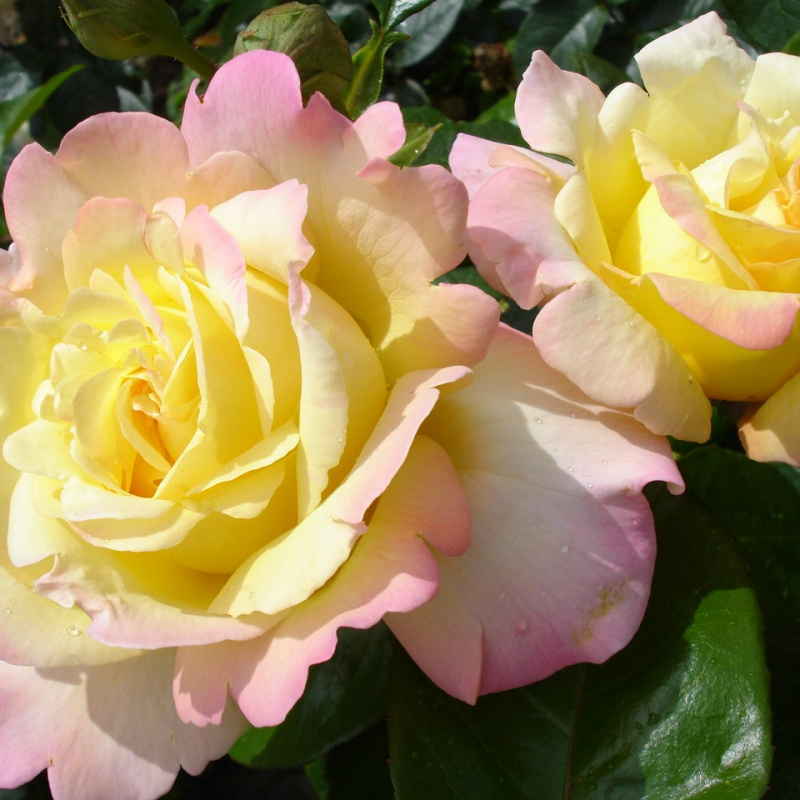 Роза  Gloria Dei