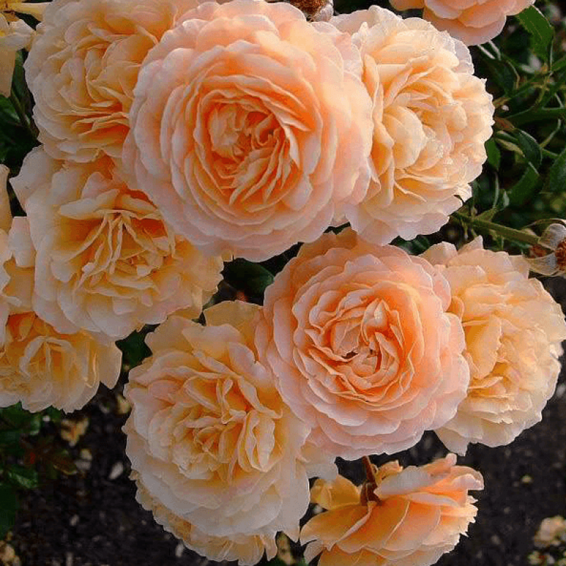 Роза  Apricot Sky 