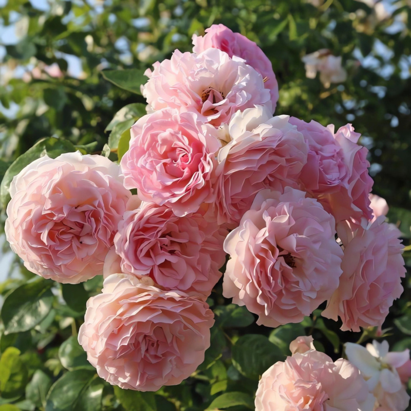 Роза  Rose de Tolbiac`