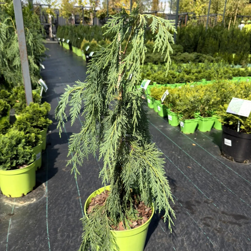 Кипарисовик нутканский Pendula