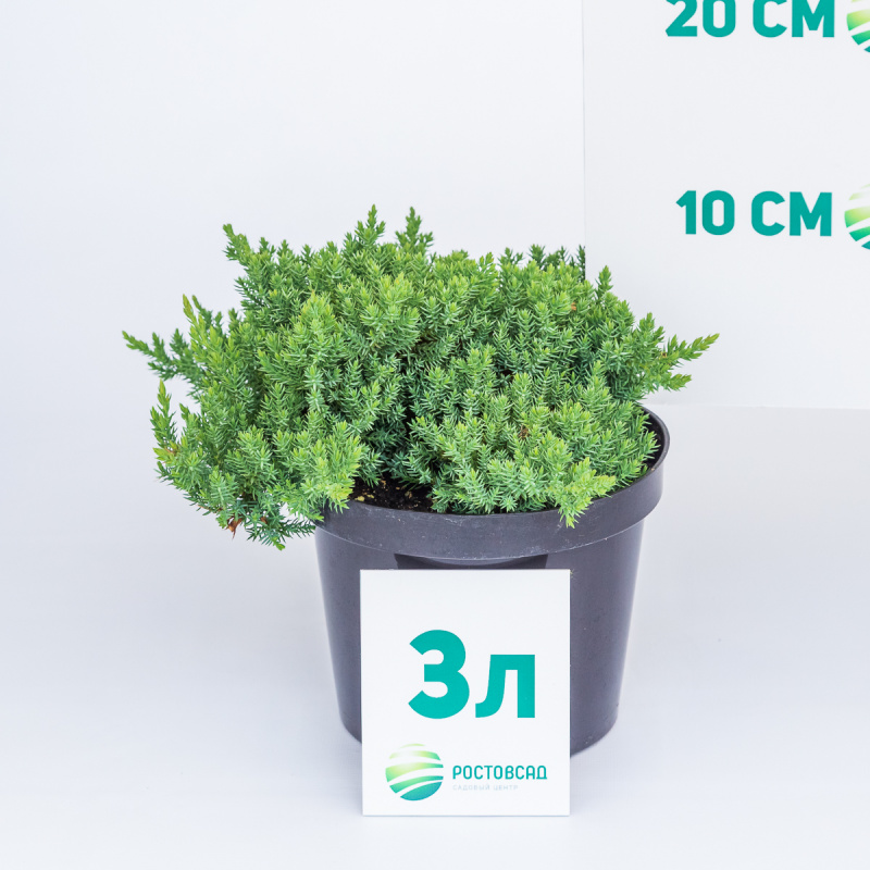 Можжевельник лежачий Nana