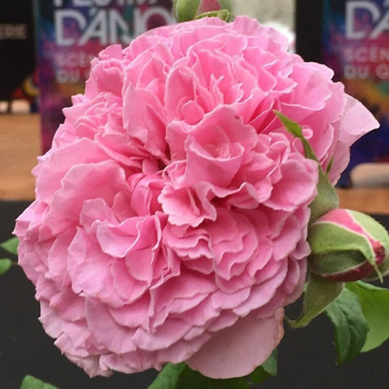 Роза Nicolas Briançon