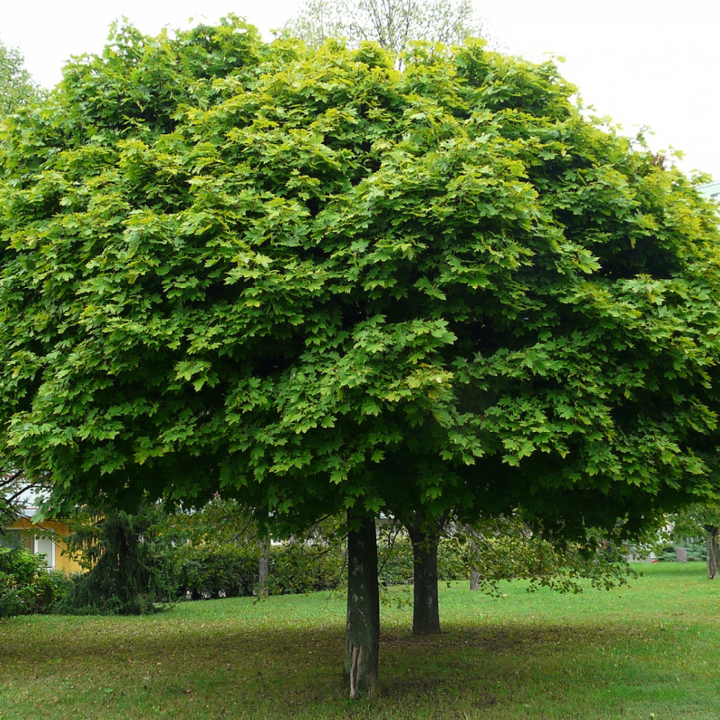 Клен остролистный Globosum