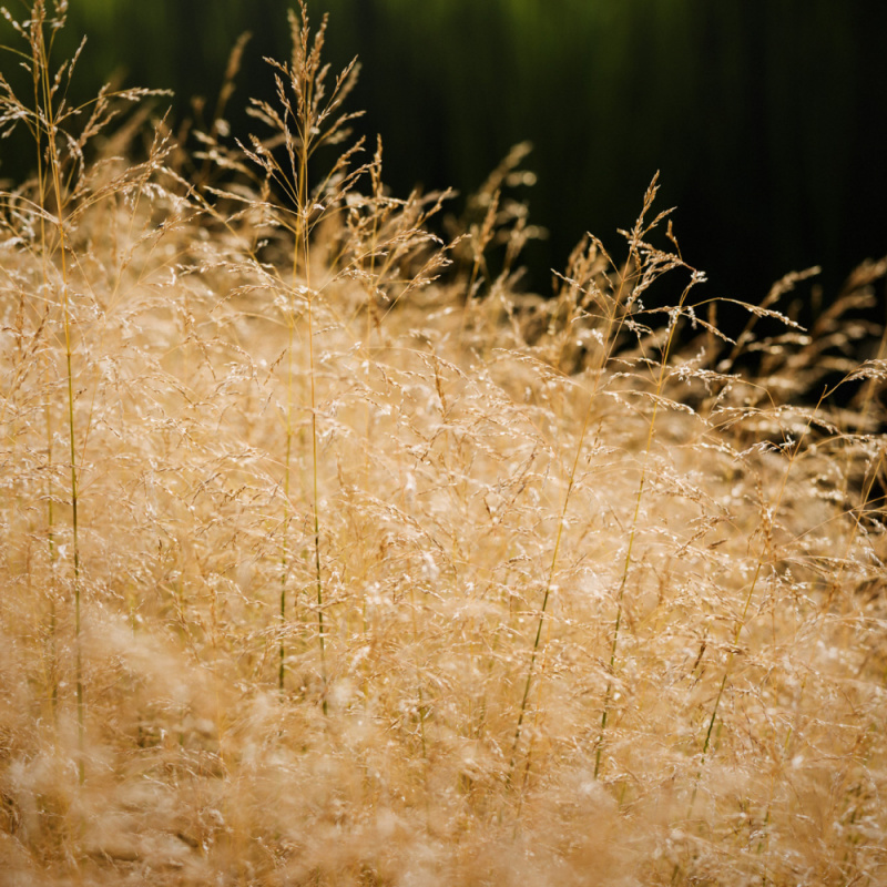 Луговик дернистый Goldtau