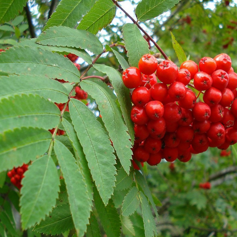 Рябина обыкновенная 