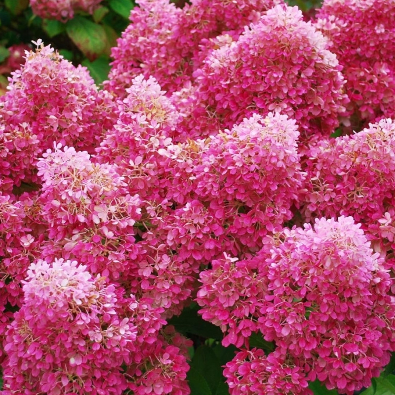 Гортензия метельчатая `Petite Flori 