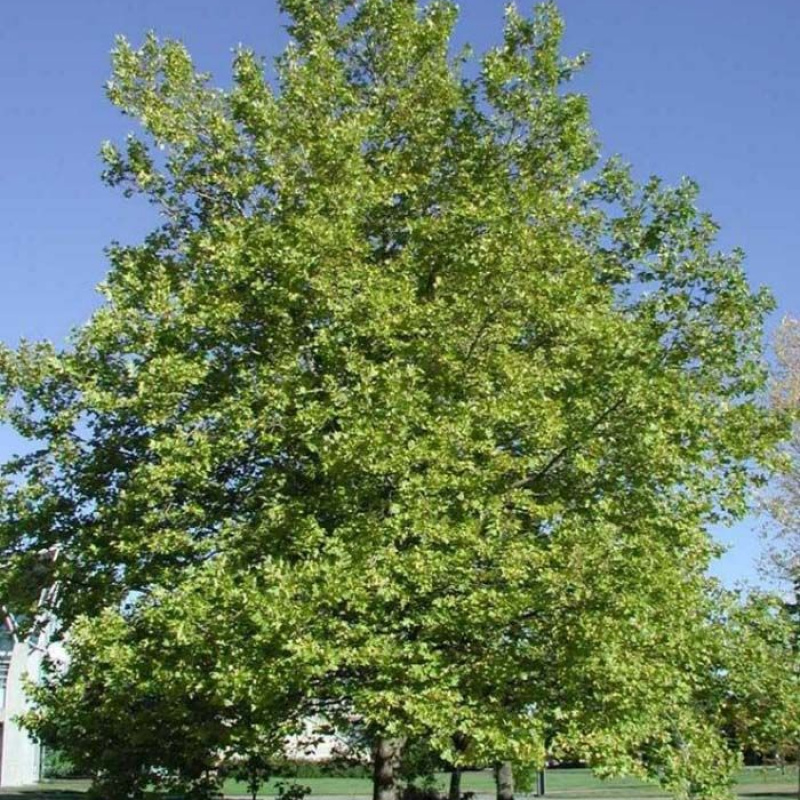 Платан дерево википедия фото и описание