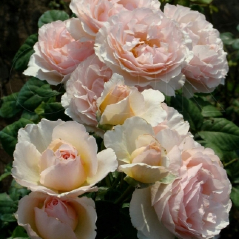 Роза  Princesse  Charlene de Monaco