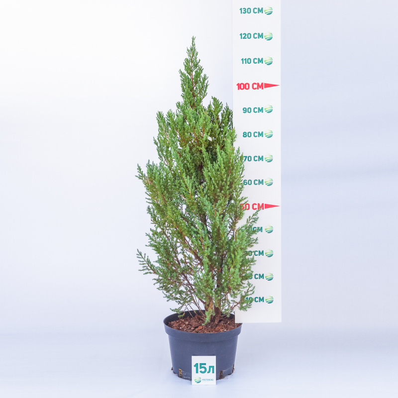 Можжевельник китайский Stricta