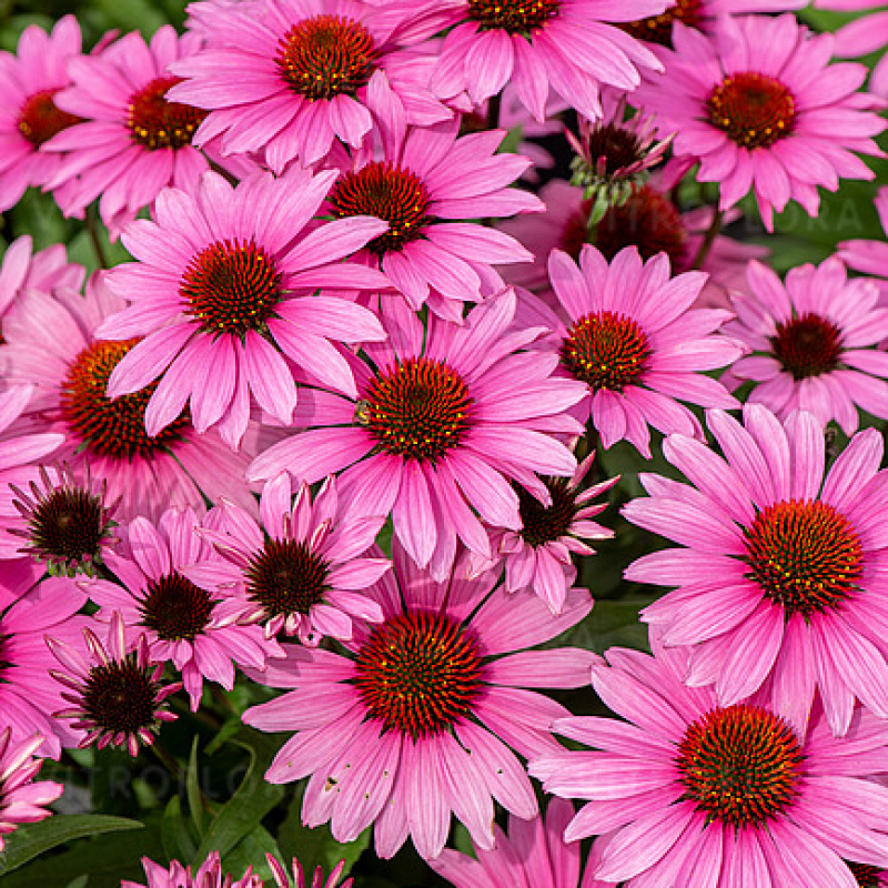 Эхинацея пурпурная SunMagic Vintage Fuschia