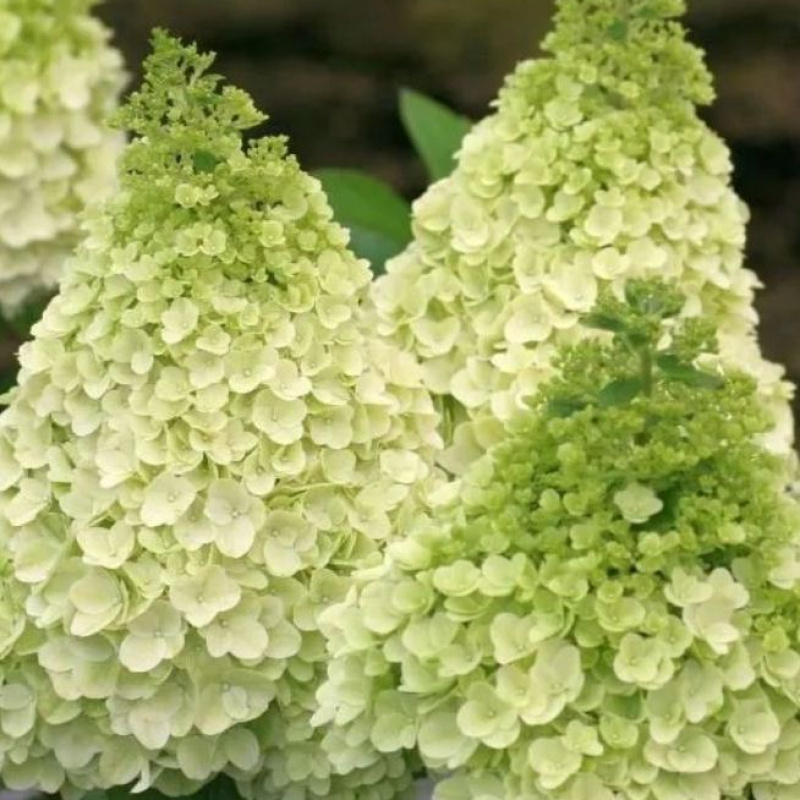 Гортензия метельчатая Magical Matterhorn 